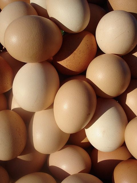 The Egg Industry Lie: A Letter From My Farmer About What’s Really Happening